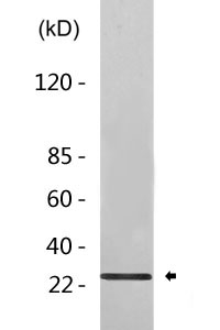 Cleaved-Caspase-1 (D210) Polyclonal Antibody