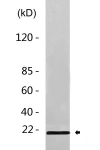 Cleaved-Caspase-3 p12 (D175) Polyclonal Antibody