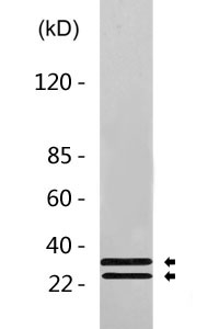 Cleaved-Caspase-6 p18 (D162) Polyclonal Antibody 