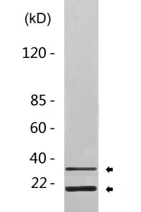 Cleaved-Caspase-6 p18 (D179) Polyclonal Antibody