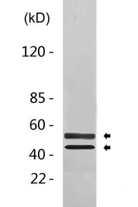 Cleaved-Caspase-8 (D384) Polyclonal Antibody