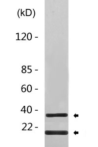 Cleaved-Caspase-9 (D330) Polyclonal Antibody