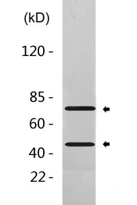 Cleaved-C1s HC (R437) Polyclonal Antibody