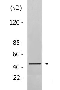 Caspase-1 Polyclonal Antibody