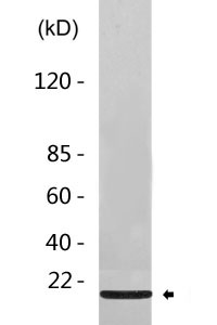 Cleaved-Caspase-2 p18 (G170) Polyclonal Antibody