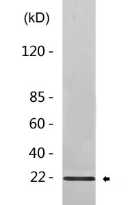 Cleaved-Caspase-2 p18 (T325) Polyclonal Antibody