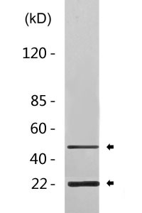 Cleaved-Caspase-4/5 p20 (D270/D311) Polyclonal Antibody