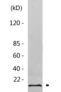 Cleaved-Caspase-5 p10 (S331) Polyclonal Antibody