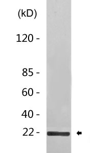 Cleaved-Caspase-5 p20 (D121) Polyclonal Antibody