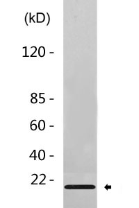 Cleaved-Caspase-7 p20 (D198) Polyclonal Antibody