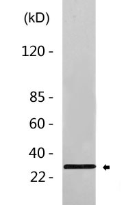 Cleaved-Cathepsin L1 HC (T288) Polyclonal Antibody 