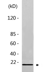 Cleaved-Bad (D71) Polyclonal Antibody