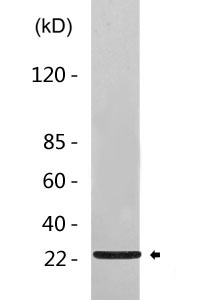 Cleaved-KLK8 (V33) Polyclonal Antibody