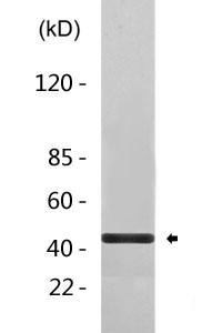 Cleaved-MMP-10 (F99) Polyclonal Antibody