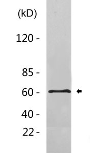 Cleaved-MMP-15 (Y132) Polyclonal Antibody