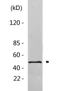 Cleaved-MMP-17 (Q129) Polyclonal Antibody