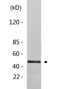 Cleaved-MMP-27 (Y99) Polyclonal Antibody