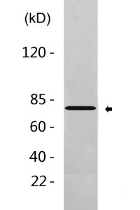 Cleaved-Notch 2 (A1734) Polyclonal Antibody