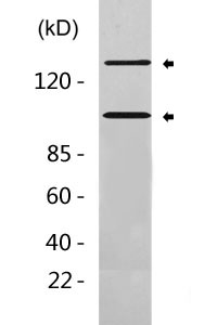 Cleaved-Notch 2 (D1733) Polyclonal Antibody