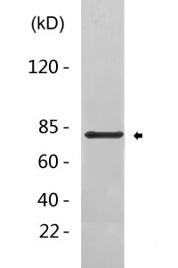 Cleaved-Notch 2 (V1697) Polyclonal Antibody