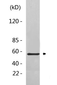 Cleaved-Notch 4 (V1432) Polyclonal Antibody