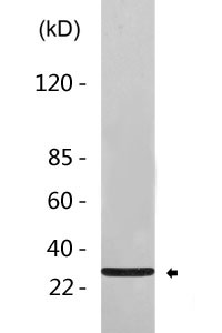 Cleaved-PAR-4 (G48) Polyclonal Antibody