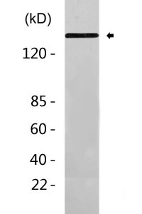 Cleaved-Spectrin α II (D1185) Polyclonal Antibody