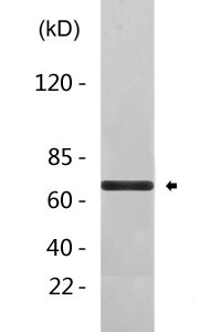 Cleaved-TACE (R215) Polyclonal Antibody