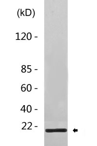 Cleaved-Thrombin APII (R327) Polyclonal Antibody