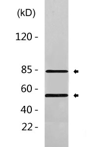 Cleaved-Factor B Bb (K260) Polyclonal Antibody