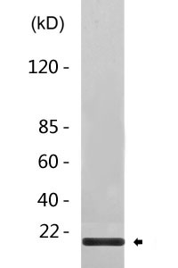 Cleaved-Factor VII LC (R212) Polyclonal Antibody