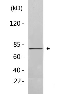 Cleaved-Factor Xa activated HC (I235) Polyclonal Antibody