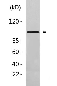 Cleaved-Integrin α5 HC (F42) Polyclonal Antibody