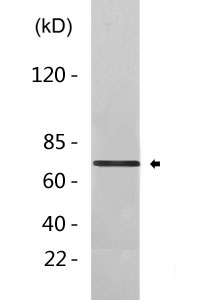 Cleaved-ITI-H1 (D672) Polyclonal Antibody