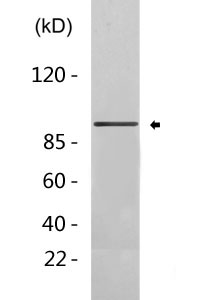 Cleaved-MPO 89k (A49) Polyclonal Antibody