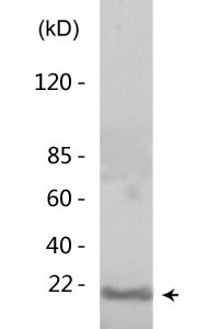 Histone H3 (Mono Methyl Lys10) Polyclonal Antibody