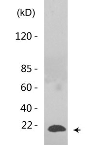 Histone H3 (Mono Methyl Lys37) Polyclonal Antibody