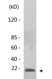 Histone H3 (Mono Methyl Lys80) Polyclonal Antibody