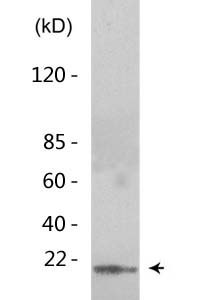 Histone H3 (Di Methyl Lys10) Polyclonal Antibody