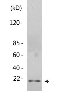 Histone H3 (Di Methyl Lys27) Polyclonal Antibody