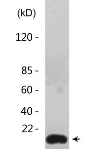 Mono-Methyl-Histone H4 (K21) Polyclonal Antibody