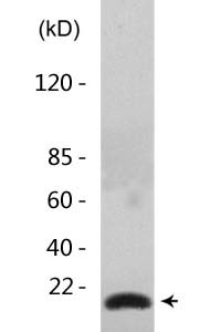 Tri-Methyl-Histone H3 (K10) Polyclonal Antibody