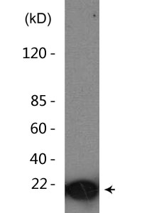 Histone H3 (Tri-Methyl-K5) Polyclonal Antibody