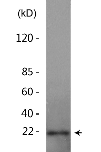 Histone H3 (Di-Methyl-K80) Polyclonal Antibody