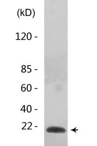 Acetyl Histone H1 (K25) Polyclonal Antibody