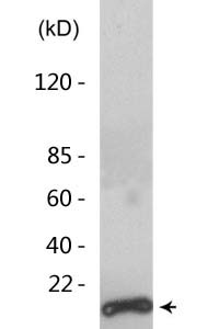 Acetyl Histone H2A (K5) Polyclonal Antibody