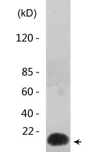 Histone H2B (Acetyl Lys5) Polyclonal Antibody