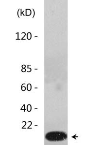 Acetyl Histone H2B (K12) Polyclonal Antibody