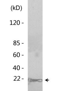 Histone H2B (Acetyl Lys15) Polyclonal Antibody