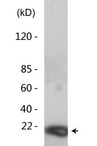 Histone H3 (Acetyl Lys9) Polyclonal Antibody